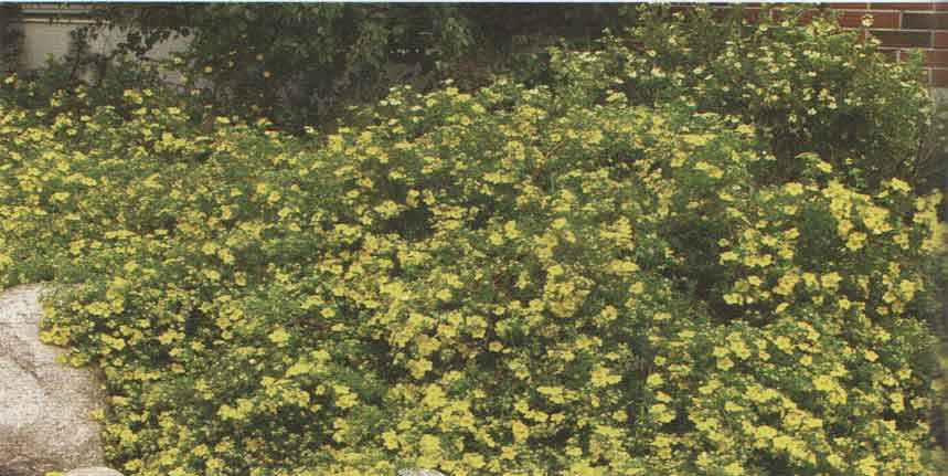 Pensashanhikki - 'Goldfinger' ja 'M&aring;nelys'